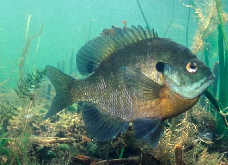 Anglers To Keep Fewer Sunfish On Several Area Lakes KNSI